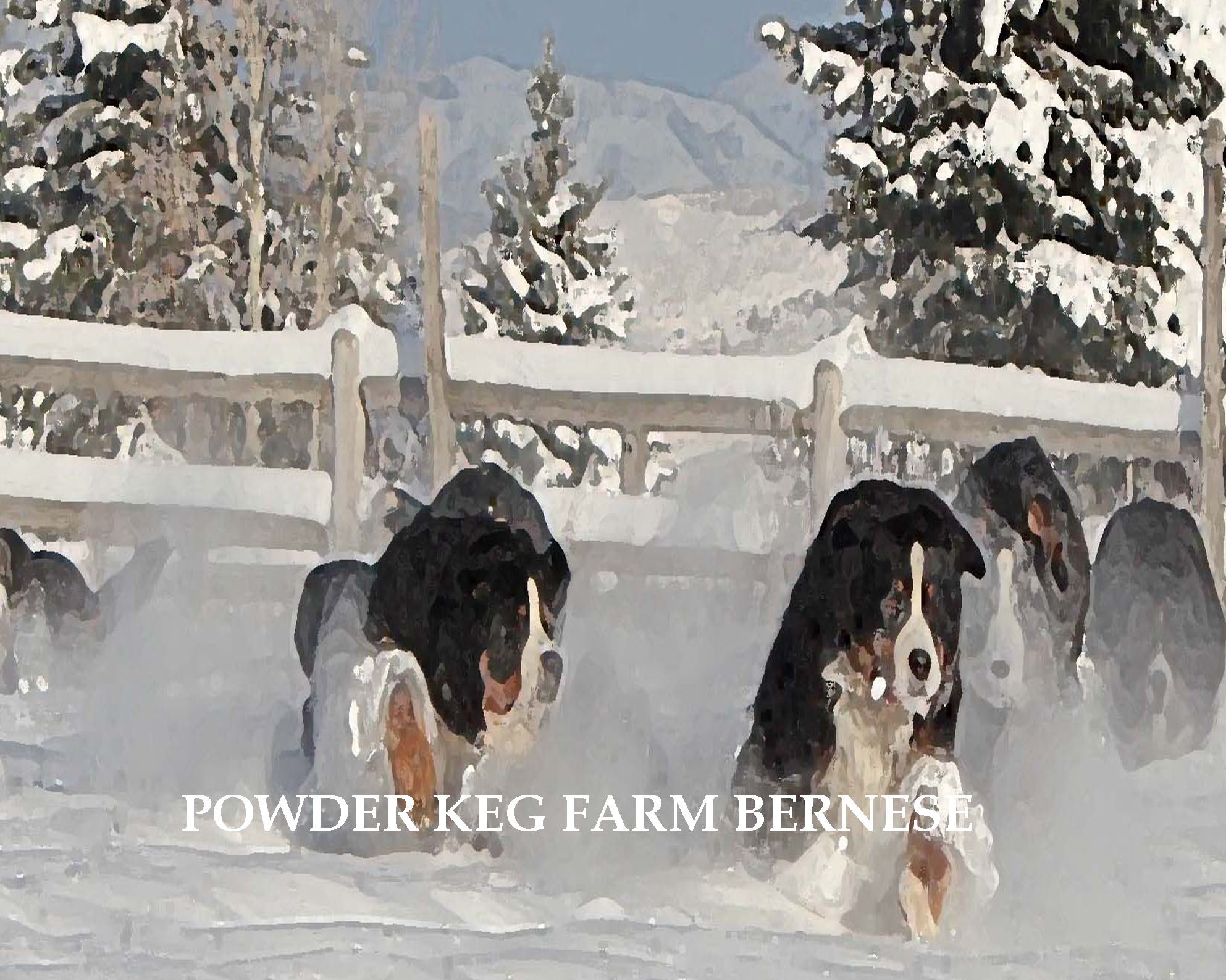 Home Page Powder Keg Farm Bernese